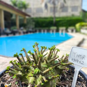 0307 02  Arabicum Thor Adulta