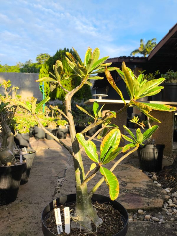0807 07  Baoba Somalense variegata de semente