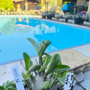 1407 36 Arabicum Nom sod dd x Popeye12 Meses