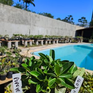 1607 10 Arabicum Popeye F2 12 Meses