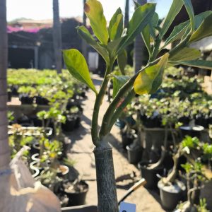 1807 16 Big Caudex  Céu Estrelado