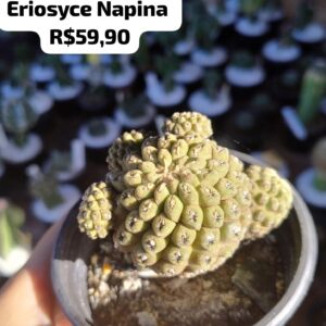 Cacto Eriosyce Napina