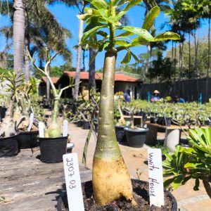 2307 03 Big Caudex White House