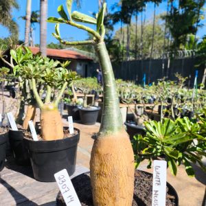 2307 14 Big Caudex White House