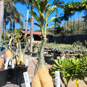 2807 19 Rosa do Deserto Céu Estrelado