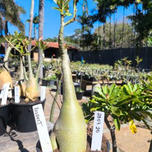 2807 20 Rosa do Deserto Respect