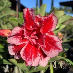 Podadinha - Rosa Do Deserto LM 2