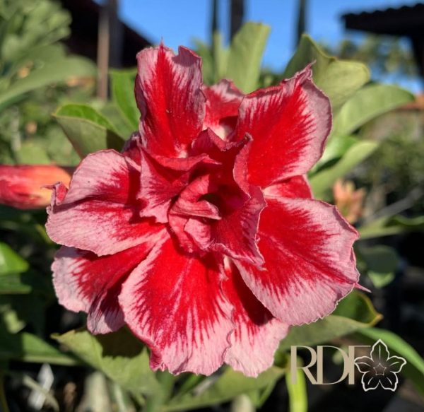 Podadinha - Rosa Do Deserto LM 2