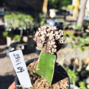 2807 09 Cacto Astéria Black