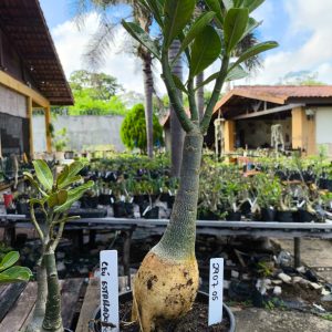 2907 05 Rosa do Deserto Céu Estrelado