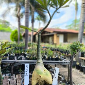 2907 06 Rosa do Deserto Crepusculo