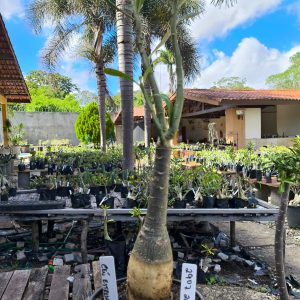 2907 26 Rosa do Deserto Céu Estrelado