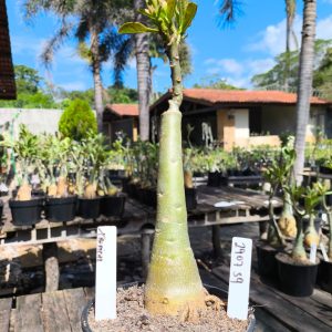 2907 39 Rosa do Deserto Tropical