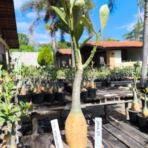 2907 50 Rosa do Deserto Céu Estrelado