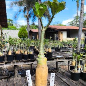 2907 41 Rosa do Deserto Amor de Mae