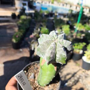 2907 02 Cacto Astrophytum 7 costelas