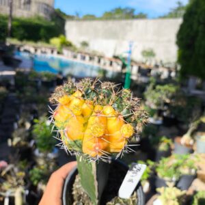 2907 08 Cacto Damsii Variegata