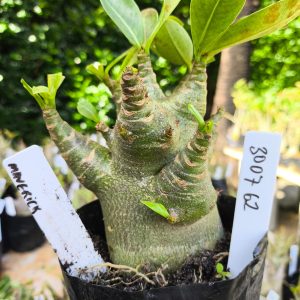 3007 62 Arabicum Maverick12 meses