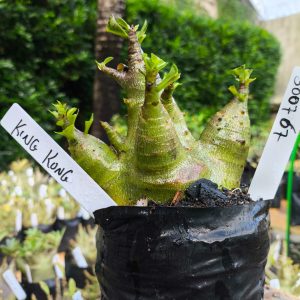 3007 67 Arabicum King Kong 12 meses