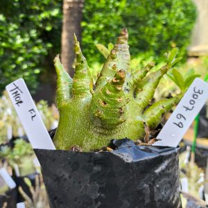 3007 69 Arabicum Thor 12 meses