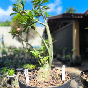 3107 06 Baobá Surprise