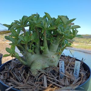 3107 07 Arabicum Dynamo - Adulta