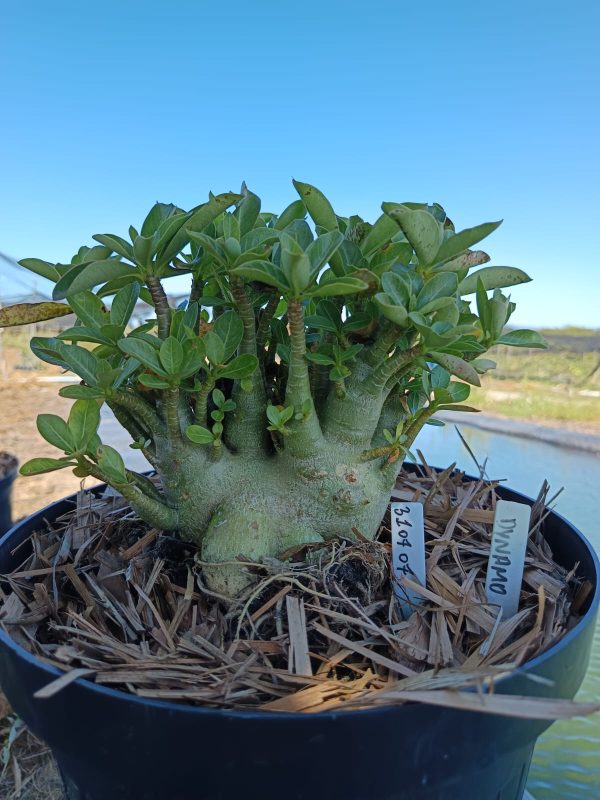 3107 07 Arabicum Dynamo - Adulta