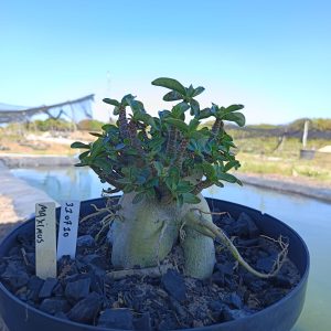 3107 10 Arabicum Maximus - Adulta