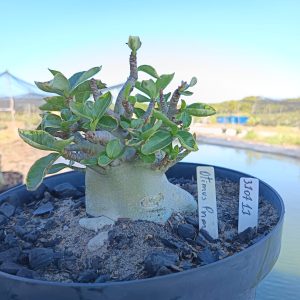 3107 11 Arabicum Optmus Prime  - Adulta