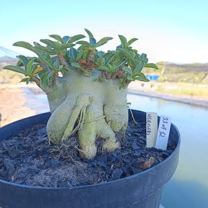 3107 12 Arabicum Hércules - Adulta