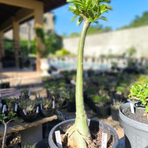 3107 09 Anaconda Radiant Star Amarela Adulta