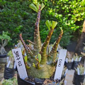 3107 02 Arabicum Loki 12 meses