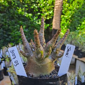 3107 03 Arabicum Javali 12 meses