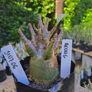 3107 06 Arabicum Aeung 12 meses