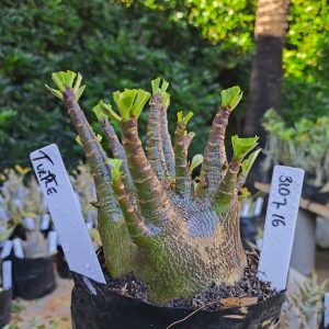 3107 16 Arabicum Turple 12 meses