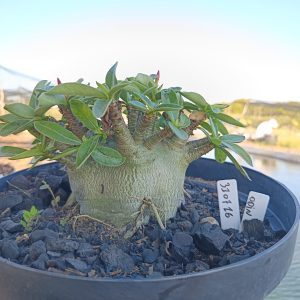 3107 16 Arabicum Odin - Adulta