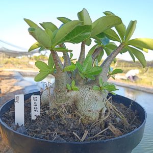 3107 17 Arabicum KDK- Adulta