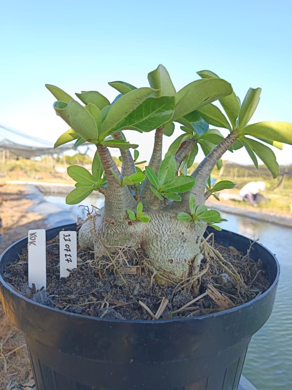 3107 17 Arabicum KDK- Adulta