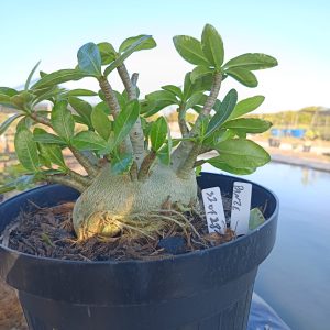3107 18 Arabicum Panzer - Adulta