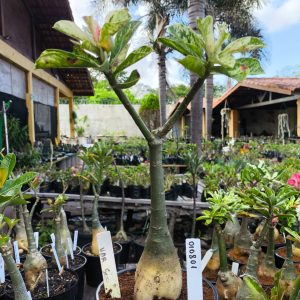 0108 01 Big Caudex Rosa do Deserto Variegata 500