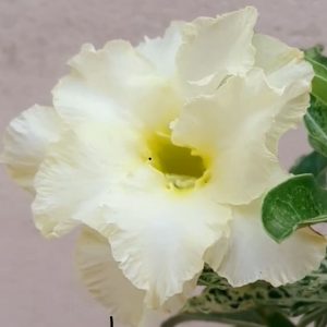 Pré Venda - Rosa do Deserto Variegata Amarela Dobrada