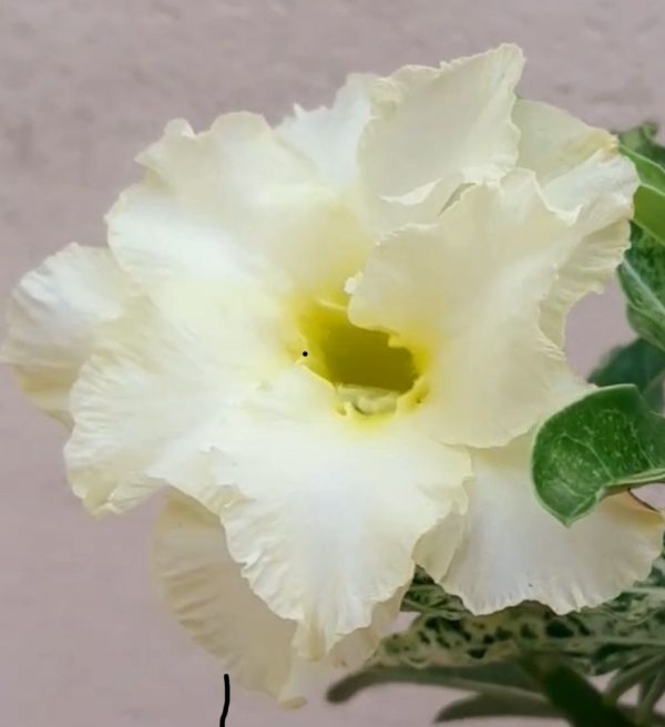 Pré Venda - Rosa do Deserto Variegata Amarela Dobrada