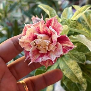 Pré Venda - Rosa do Deserto Borduchi