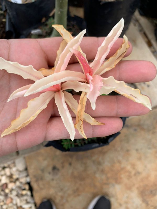 Pré Venda - Rosa do Deserto Beauty Variegata