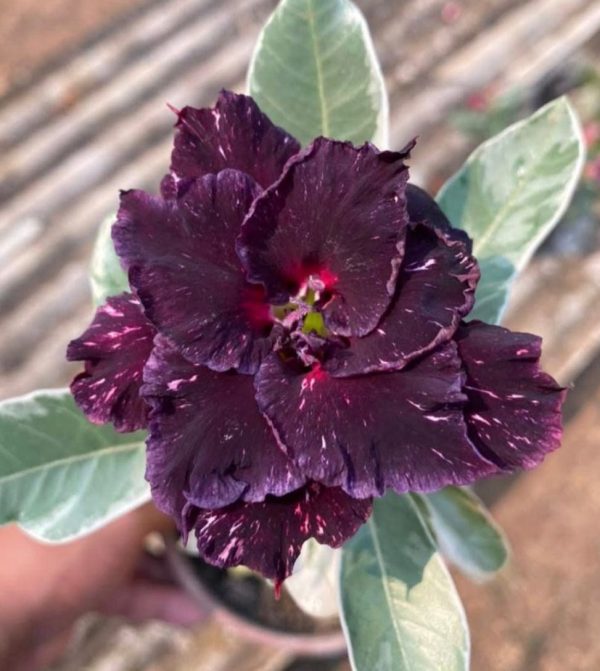 Pré Venda - Rosa do Deserto Céu estrelado Variegata