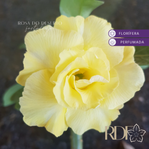 Pré Venda - Rosa do Deserto Yellow masterpice