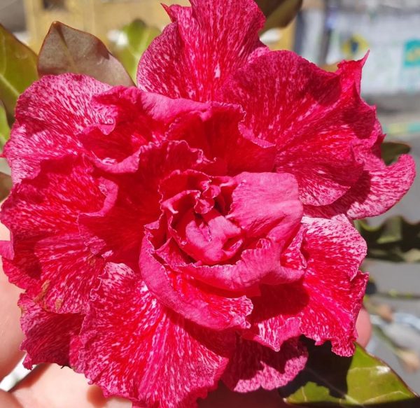 Pré Venda - Rosa do Deserto Renda