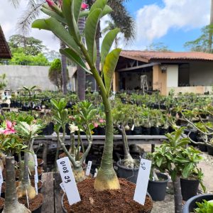 0108 23 Big Caudex Rosa do Deserto Surprise