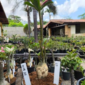 0108 25 Big Caudex Rosa do Deserto Surprise