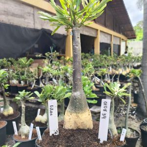 0108 39 Big Caudex Rosa do Deserto Lilac